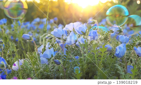 夕景のネモフィラの花畑とシャボン玉1 夕景のネモフィラの花畑とシャボン玉1 139018219