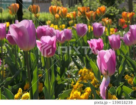 ふかや緑の王国のチューリップ4 139018239