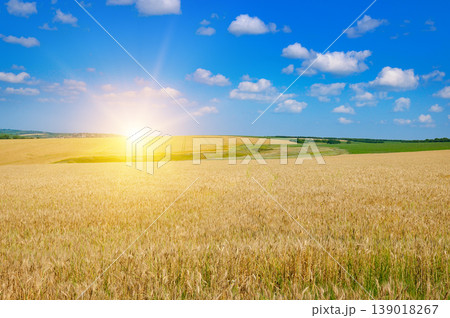 Golden wheat field under a bright blue sky at sunrise. Golden wheat field under a bright blue sky at sunrise. 139018267