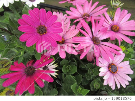 ピンク系のオステオスペルマムの花のアップ ピンク系のオステオスペルマムの花のアップ 139018576
