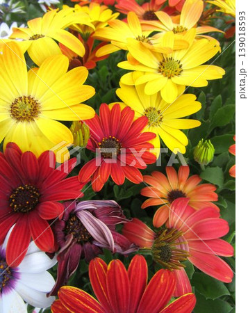 カラフルなオステオスペルマムの花のアップ カラフルなオステオスペルマムの花のアップ 139018593