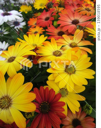 カラフルなオステオスペルマムの花のアップ カラフルなオステオスペルマムの花のアップ 139018595