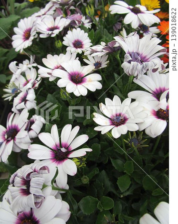 白いオステオスペルマムの花のアップ 白いオステオスペルマムの花のアップ 139018622