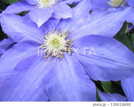 薄紫のクレマチスの花のアップ 薄紫のクレマチスの花のアップ 139018698