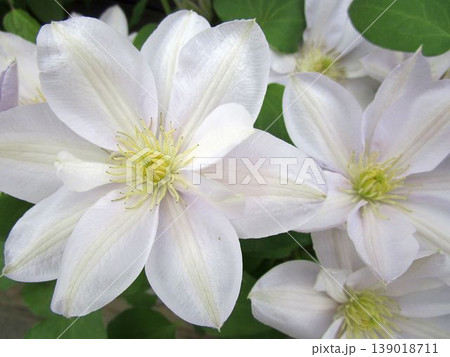 白いクレマチスの花のアップ 139018711