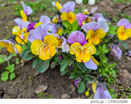 Viola wittrockiana flower pansy Viola wittrockiana flower pansy 139018806