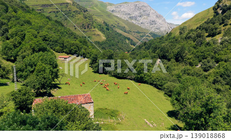 Cows grazing in a green valley between mountains Cows grazing in a green valley between mountains 139018868
