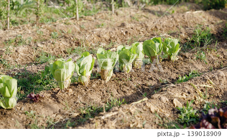 Lettuce seedlings growing in an urban organic garden row 139018909