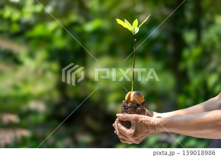 Close-up of Adult Hands Gently Protecting a Sprouting Seedling in Warm Sunlight Close-up of Adult Hands Gently Protecting a Sprouting Seedling in Warm Sunlight 139018986