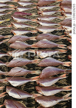 Texture or background of Striped Red Mullet, sun-dried for one day on an outdoor net. 139019203