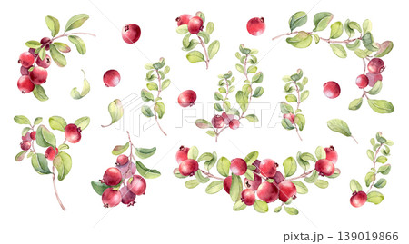 Watercolor drawing of lingonberry fruits, branches, foliate elements isolated on white. Botanical red berries illustration set for summer harvest and natural health concept. Northern berries clipart. 139019866