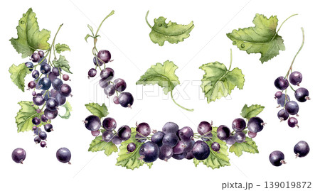 Black currant hand painted watercolor set clipart for scrapbooking. Botanical illustration with berries and leaves isolated background. Fresh summer nature elements for design greeting card, package. 139019872