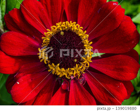 Frontal macro of a huge red Zinnia elegans flower in uniform sunlight. 139019880