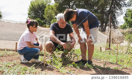 Happy grandfather showing unripe watermelon to grandchildren on farm Happy grandfather showing unripe watermelon to grandchildren on farm 139019895