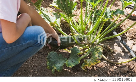 From above of girl holding full grown zucchini at organic garden From above of girl holding full grown zucchini at organic garden 139019905