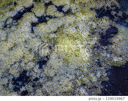 Foam on the water green fermentation Foam on the water green fermentation 139019967