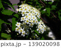 コデマリの花　クローズアップ 139020098