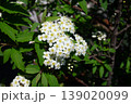 正面から撮影したコデマリの花 139020099