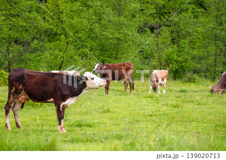 cattle of cows on a pasture near deciduous forest. lovely countryside scenery in springtime. rural cows grazing on the field. carpapthian grass fed cattle. grazing livestock background 139020713
