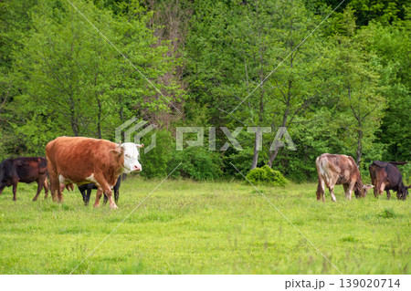 cattle of cows on a pasture near deciduous forest. lovely countryside scenery in springtime. rural cows grazing on the field. carpapthian grass fed cattle. grazing livestock background 139020714