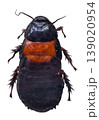 This large cockroach, known as Panesthia angustipennis cognata, is shown isolated against a white background. It has no wings and is native to tropical regions. 139020954