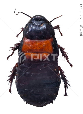 This large cockroach, known as Panesthia angustipennis cognata, is shown isolated against a white background. It has no wings and is native to tropical regions. This large cockroach, known as Panesthia angustipennis cognata, is shown isolated against a white background. It has no wings and is native to tropical regions. 139020954
