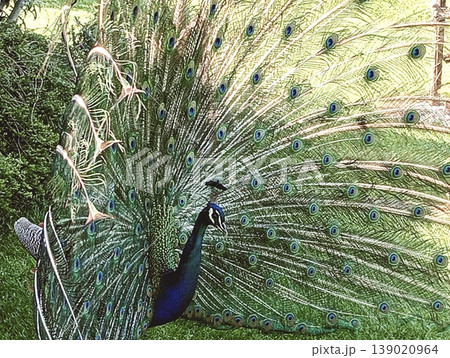Majestic Indian Peacock Displaying Vibrant Plumage in a Lush Green Garden 139020964