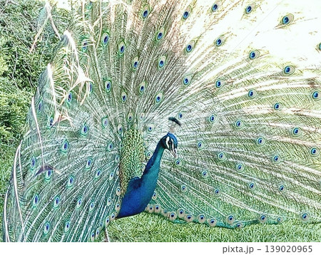 Majestic Indian Peacock Displaying Vibrant Plumage in a Lush Green Garden 139020965