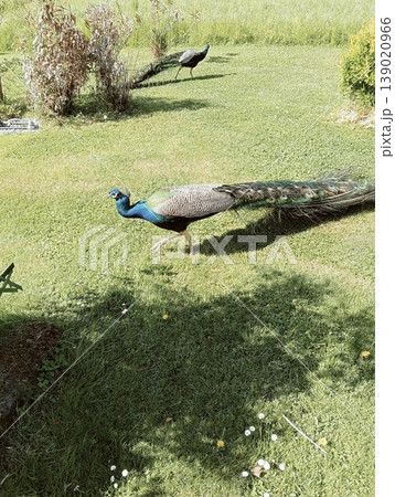 Majestic Indian Peacock Displaying Vibrant Plumage in a Lush Green Garden Majestic Indian Peacock Displaying Vibrant Plumage in a Lush Green Garden 139020966