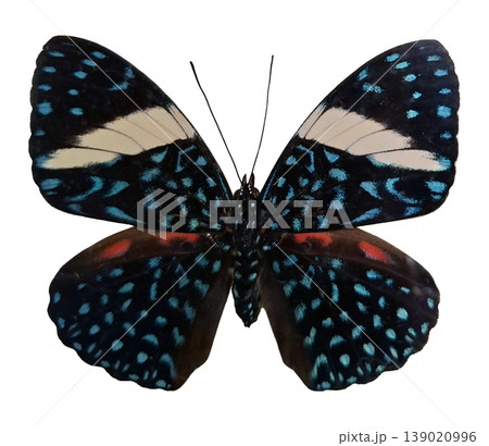 A blue black Hammadryas laodamia butterfly is shown with wings open. The butterfly has a unique pattern and colors. It is isolated against a white background for clear viewing. A blue black Hammadryas laodamia butterfly is shown with wings open. The butterfly has a unique pattern and colors. It is isolated against a white background for clear viewing. 139020996