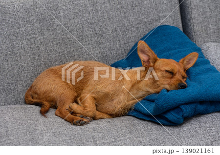 A small, tired dog peacefully naps on a cozy blue blanket in a modern living room setting A small, tired dog peacefully naps on a cozy blue blanket in a modern living room setting 139021161