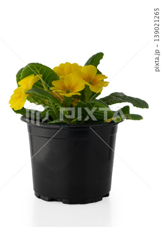 Primula Vulgaris Common Primrose Plant Isolated on White Background 139021265