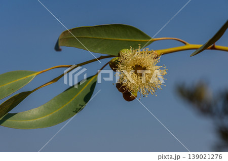 Eucalyptus blossom illuminated by soft sunlight in a clear blue sky during a serene afternoon Eucalyptus blossom illuminated by soft sunlight in a clear blue sky during a serene afternoon 139021276