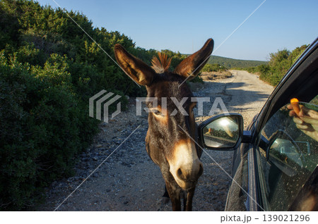 Curious donkey approaches car on a rural road during a sunny afternoon in the countryside. Curious donkey approaches car on a rural road during a sunny afternoon in the countryside. 139021296