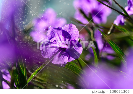 Purple flowers glistening with water droplets under soft sunlight in a serene garden setting Purple flowers glistening with water droplets under soft sunlight in a serene garden setting 139021303