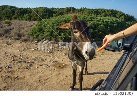 A curious donkey enjoys a treat while standing beside a car on a sunny day in nature. 139021307
