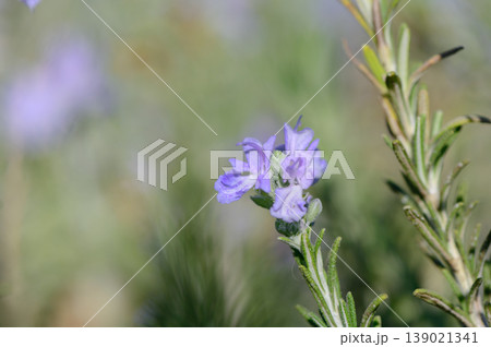 Delicate lavender blooms sway gently in the sunlight amidst a lush green landscape Delicate lavender blooms sway gently in the sunlight amidst a lush green landscape 139021341