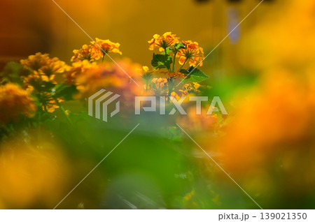A vibrant garden bursting with colorful yellow flowers illuminated soft sunlight A vibrant garden bursting with colorful yellow flowers illuminated soft sunlight 139021350