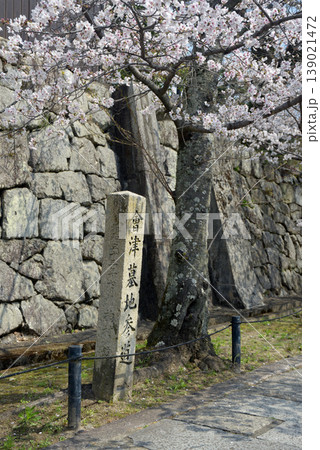 春の金戒光明寺　参道の桜と道しるべ　京都市左京区黒谷町 139021472