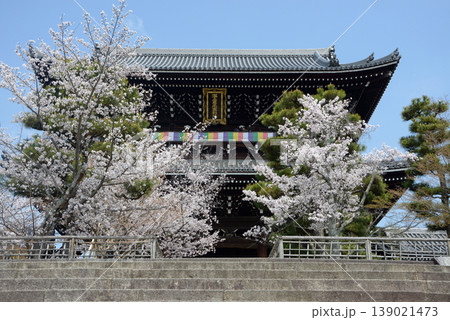 春の金戒光明寺　山門の桜　京都市左京区黒谷町 139021473