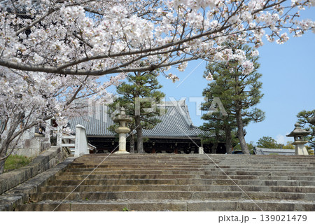 春の金戒光明寺 参道の桜 京都市左京区黒谷町 春の金戒光明寺 参道の桜 京都市左京区黒谷町 139021479