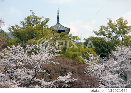春の金戒光明寺　境内の桜　京都市左京区黒谷町 139021483