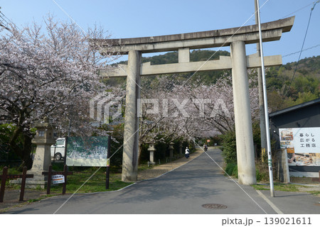 春の大石神社 境内入口の鳥居 京都市山科区 春の大石神社 境内入口の鳥居 京都市山科区 139021611