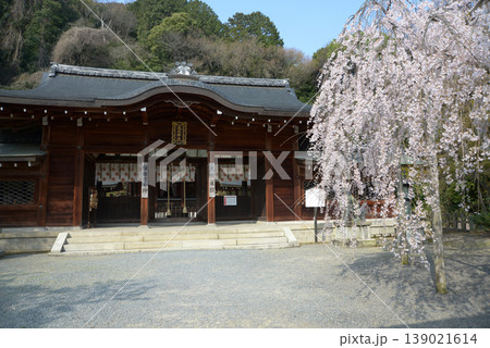 春の大石神社　拝殿と大石桜　京都市山科区 139021614