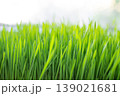 Easter wheat grass growing on window bench 139021681