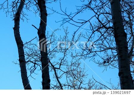 Balsam Poplar Winter Canopy And Blue Sky Balsam Poplar Winter Canopy And Blue Sky 139021697