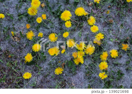 Dandelion Blossoms In Summer Snow Dandelion Blossoms In Summer Snow 139021698