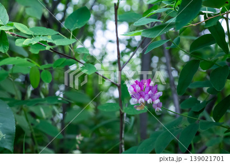 Veiny Pea Flower Peers Out Of The Brush Veiny Pea Flower Peers Out Of The Brush 139021701
