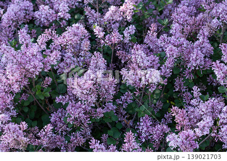 Beautiful Purple Masses Of Fragrant Korean Lilac Blossoms Beautiful Purple Masses Of Fragrant Korean Lilac Blossoms 139021703