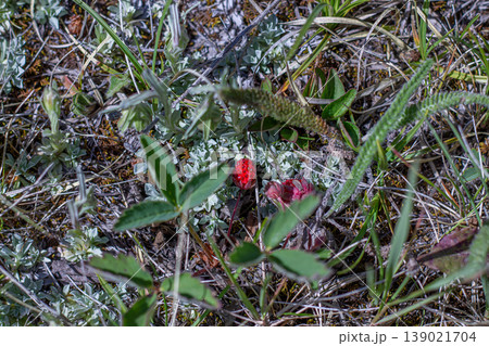 Wild Strawberry And Other Alpine Flora Wild Strawberry And Other Alpine Flora 139021704